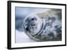 Weddell Seal-Paul Souders-Framed Photographic Print