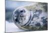 Weddell Seal-Paul Souders-Mounted Photographic Print