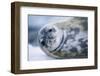 Weddell Seal-Paul Souders-Framed Photographic Print