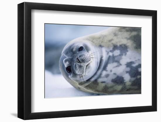 Weddell Seal-Paul Souders-Framed Photographic Print