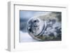 Weddell Seal-Paul Souders-Framed Photographic Print