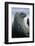 Weddell Seal-DLILLC-Framed Photographic Print