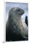 Weddell Seal-DLILLC-Framed Photographic Print