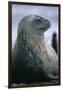 Weddell Seal-DLILLC-Framed Photographic Print