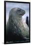 Weddell Seal-DLILLC-Framed Photographic Print