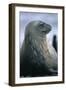 Weddell Seal-DLILLC-Framed Photographic Print