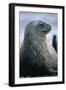 Weddell Seal-DLILLC-Framed Photographic Print