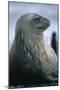 Weddell Seal-DLILLC-Mounted Photographic Print