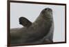 Weddell Seal-Joe McDonald-Framed Photographic Print