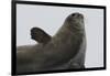 Weddell Seal-Joe McDonald-Framed Photographic Print