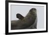 Weddell Seal-Joe McDonald-Framed Photographic Print