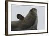 Weddell Seal-Joe McDonald-Framed Photographic Print