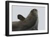 Weddell Seal-Joe McDonald-Framed Photographic Print