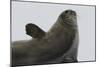 Weddell Seal-Joe McDonald-Mounted Photographic Print