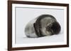 Weddell Seal-Joe McDonald-Framed Photographic Print