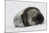 Weddell Seal-Joe McDonald-Mounted Photographic Print