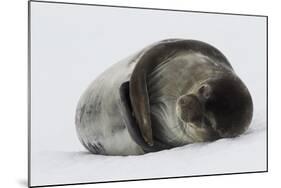 Weddell Seal-Joe McDonald-Mounted Photographic Print