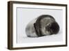 Weddell Seal-Joe McDonald-Framed Photographic Print