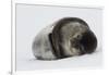 Weddell Seal-Joe McDonald-Framed Photographic Print