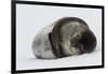 Weddell Seal-Joe McDonald-Framed Photographic Print