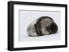 Weddell Seal-Joe McDonald-Framed Photographic Print