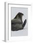 Weddell Seal-Joe McDonald-Framed Photographic Print