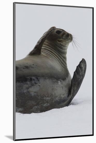 Weddell Seal-Joe McDonald-Mounted Photographic Print