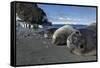 Weddell Seals on Livingstone Island, Antarctica-Paul Souders-Framed Stretched Canvas