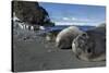 Weddell Seals on Livingstone Island, Antarctica-Paul Souders-Stretched Canvas