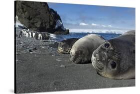 Weddell Seals on Livingstone Island, Antarctica-Paul Souders-Stretched Canvas