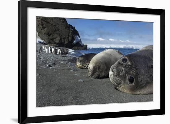 Weddell Seals on Livingstone Island, Antarctica-Paul Souders-Framed Photographic Print