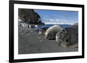 Weddell Seals on Livingstone Island, Antarctica-Paul Souders-Framed Photographic Print