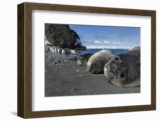 Weddell Seals on Livingstone Island, Antarctica-Paul Souders-Framed Photographic Print