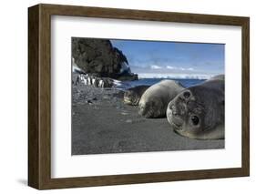 Weddell Seals on Livingstone Island, Antarctica-Paul Souders-Framed Photographic Print