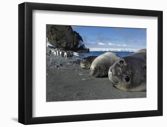 Weddell Seals on Livingstone Island, Antarctica-Paul Souders-Framed Photographic Print