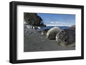 Weddell Seals on Livingstone Island, Antarctica-Paul Souders-Framed Photographic Print