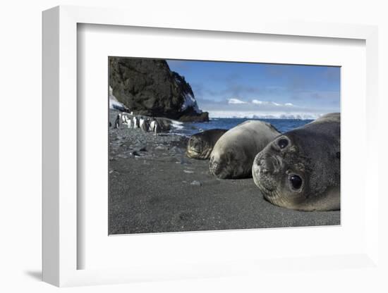 Weddell Seals on Livingstone Island, Antarctica-Paul Souders-Framed Photographic Print