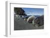 Weddell Seals on Livingstone Island, Antarctica-Paul Souders-Framed Photographic Print