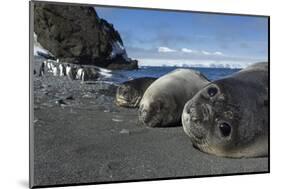 Weddell Seals on Livingstone Island, Antarctica-Paul Souders-Mounted Photographic Print