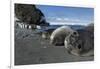 Weddell Seals on Livingstone Island, Antarctica-Paul Souders-Framed Photographic Print