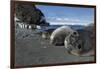 Weddell Seals on Livingstone Island, Antarctica-Paul Souders-Framed Photographic Print