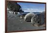 Weddell Seals on Livingstone Island, Antarctica-Paul Souders-Framed Photographic Print