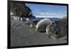 Weddell Seals on Livingstone Island, Antarctica-Paul Souders-Framed Photographic Print