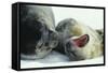 Weddell Seals-Doug Allan-Framed Stretched Canvas