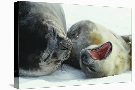 Weddell Seals-Doug Allan-Stretched Canvas