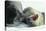 Weddell Seals-Doug Allan-Stretched Canvas