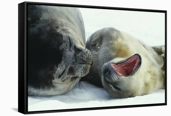 Weddell Seals-Doug Allan-Framed Stretched Canvas