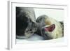 Weddell Seals-Doug Allan-Framed Premium Photographic Print