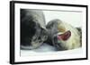Weddell Seals-Doug Allan-Framed Premium Photographic Print
