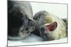 Weddell Seals-Doug Allan-Mounted Premium Photographic Print